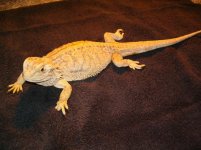 dragon2.JPG