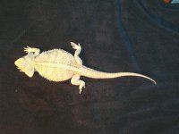 dragon.JPG