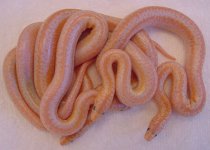 2005 baby albinos.jpg