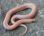 2005 baby albino 2.jpg