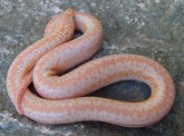 2005 baby albino 4.jpg