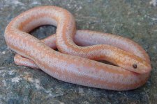 2005 baby albino 5.jpg