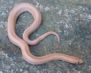 2005 baby albino 1.jpg
