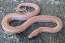 2005 baby albino 3.jpg