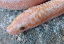 2005 baby albino 6.jpg