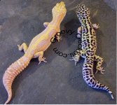MackHetTrempXStripeAlbino (Small).jpg