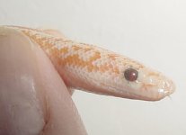 2005 baby albino eye 1.jpg