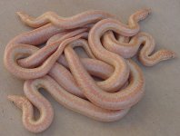 2005 Baby Pastel Albinos (het Snow) 1.jpg