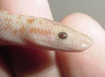2005 Baby Pastel Albino (het Snow) 15.jpg