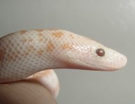 2005 Baby Pastel Albino (het Snow) 16.jpg