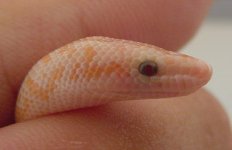 2005 Baby Pastel Albino (het Snow) 12.jpg