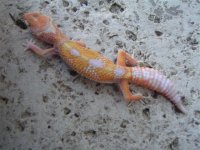 CopyofGeckopics8205004.jpg