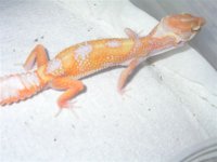 Geckopics8205002.jpg
