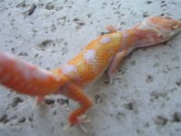 Geckopics8205003.jpg