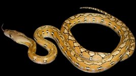 0000545_dwarf_platinum_het_anery_550.jpeg