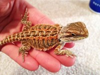 Female Dragon.jpg