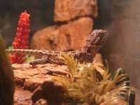 stumpy.jpg