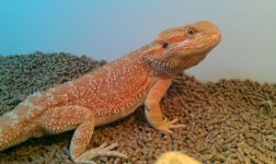 orangehypomale.jpg