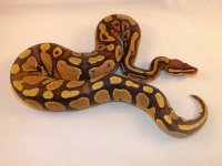 1.0 Spark het Pied 489g 8-5.jpg