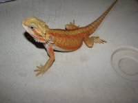 hypo translucent red strip 003.jpg