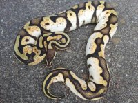 Pastel Sugar female.jpg