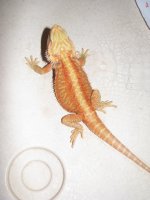 hypo translucent red strip 002.jpg