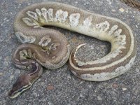 pewter sugar female.jpg