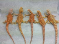 Five males availble.jpg
