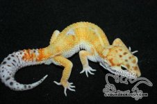 190951a3e6697d69e[1].jpg