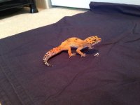 lizard 7.jpg