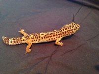 lizard 8.jpg