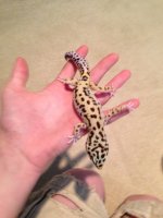 lizard 4.jpg
