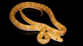 0001028_lavender_albino_platinum_550.jpg
