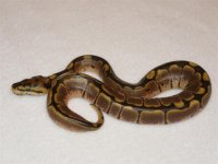 snake two (1).jpg