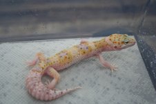 IMG_0962.jpg