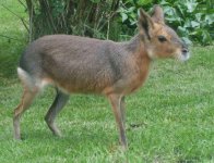 Cavy.jpg