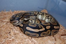 DSC_0277.jpg