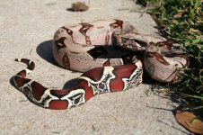 Snakes 222013 F8 F2 007.jpg
