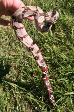 Snakes 222013 F8 F2 004.jpg