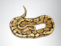 Super-Vanilla-4.jpg