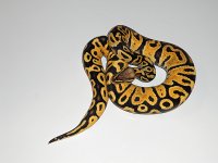 Vanilla-Pastel-11.jpg