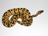 Vanilla-Pastel-12.jpg