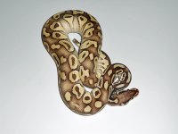 Pastel-Lesser-2.jpg