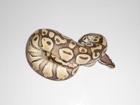 Pastel-Lesser-3.jpg