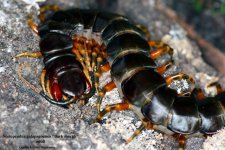 S.galapagoensis_dark1W.jpg