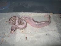 quad as a baby.jpg