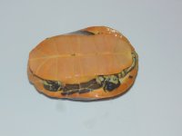 DSC00282.jpg