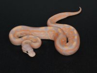 Banana Cinnamon Male #1.jpg