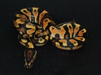 2013 Orange Dream YB Male #1.jpg