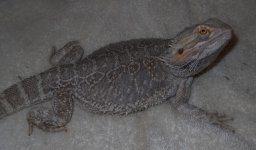 Puff 7 (Small).jpg